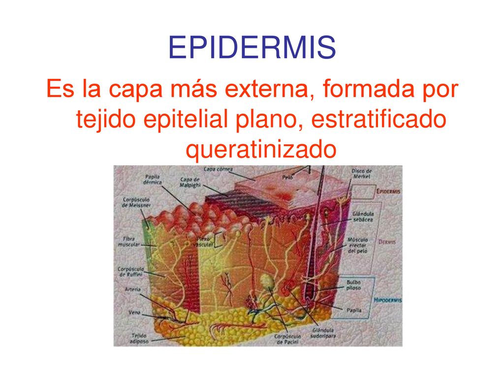 EPIDERMIS Es la capa más externa, formada por tejido epitelial plano, estratificado queratinizado