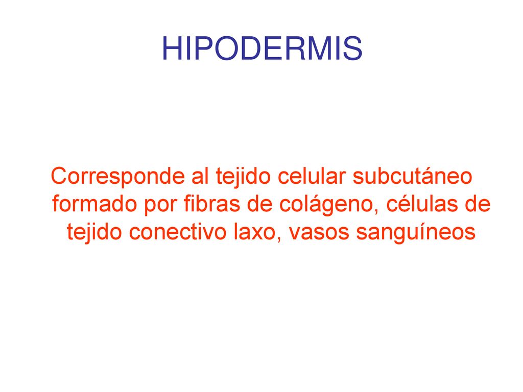 HIPODERMIS Corresponde al tejido celular subcutáneo formado por fibras de colágeno, células de tejido conectivo laxo, vasos sanguíneos.