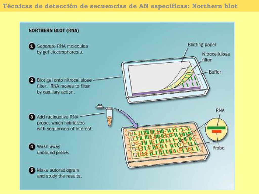Técnicas de detección de secuencias de AN específicas: Northern blot