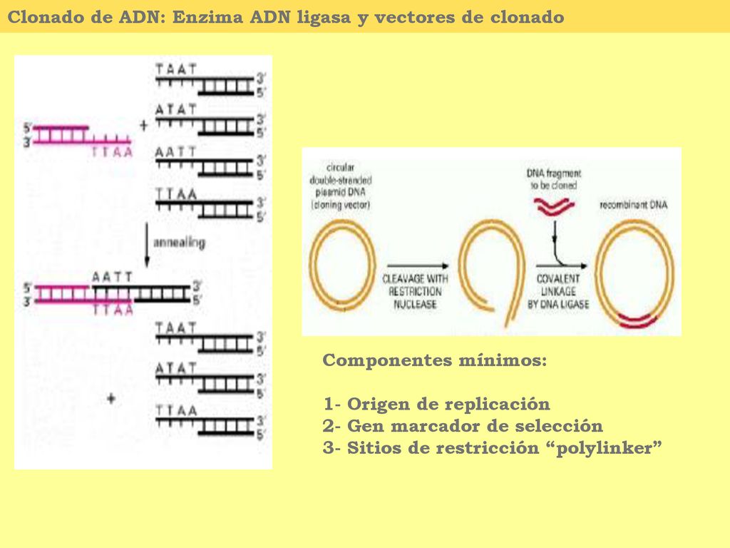 Clonado de ADN: Enzima ADN ligasa y vectores de clonado