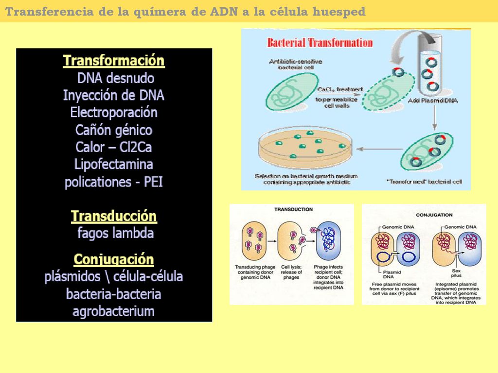 Transferencia de la químera de ADN a la célula huesped
