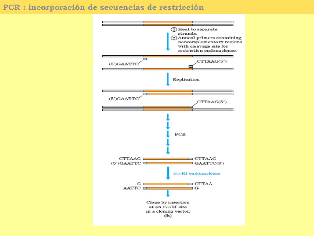 PCR : incorporación de secuencias de restricción