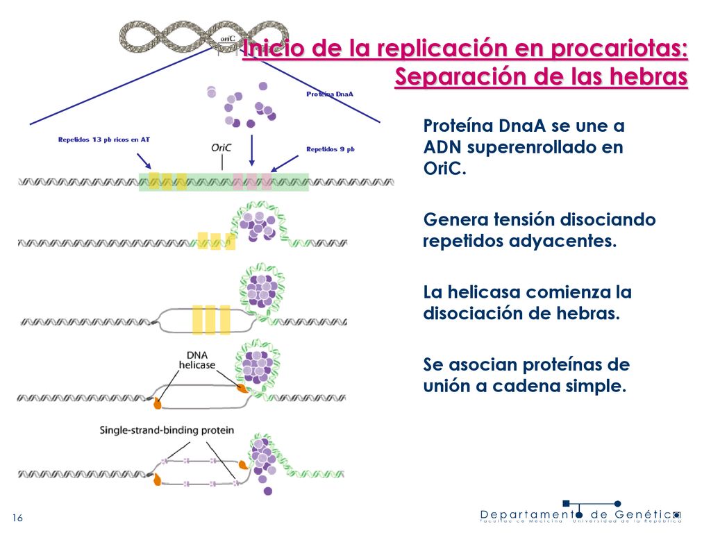 Inicio de la replicación en procariotas: Separación de las hebras