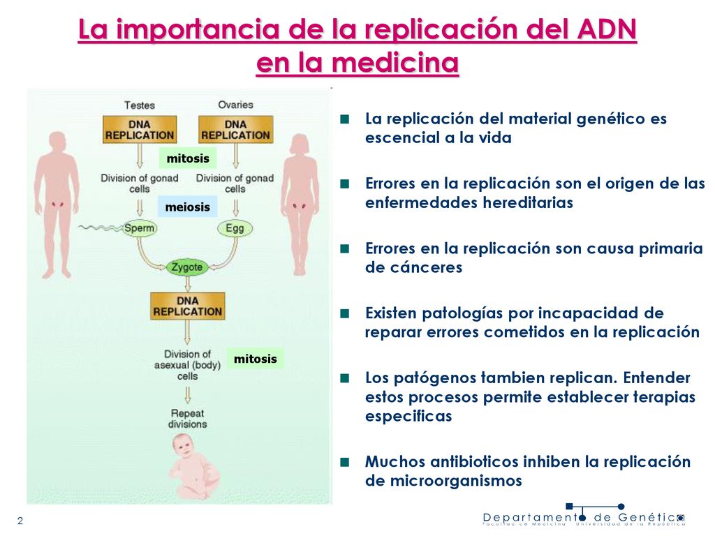 La importancia de la replicación del ADN en la medicina