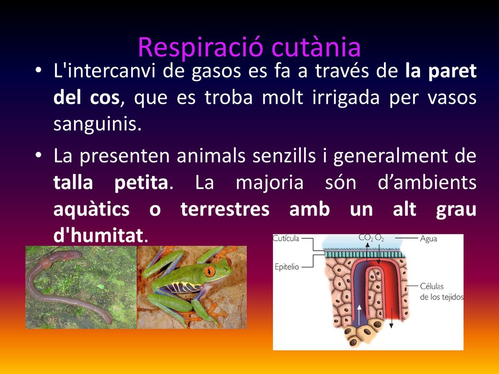 Respiració cutània L intercanvi de gasos es fa a través de la paret del cos, que es troba molt irrigada per vasos sanguinis.