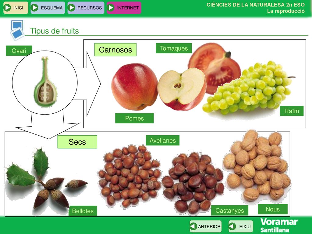 Tipus de fruits Carnosos Secs Tomaques Ovari Raïm Pomes Avellanes Nous