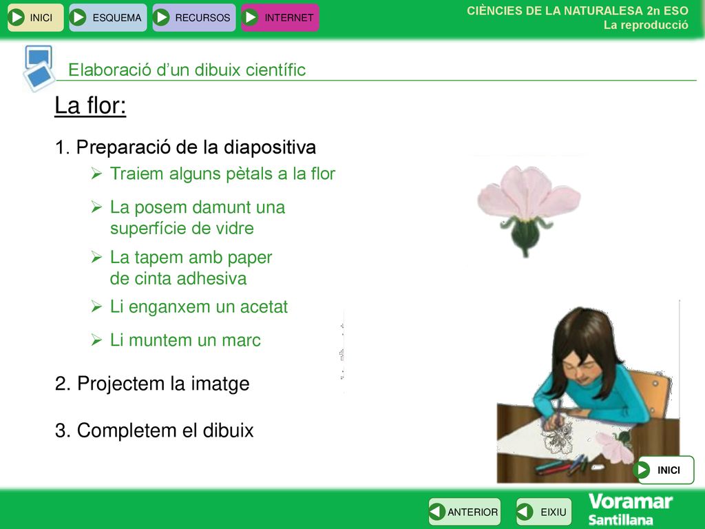 La flor: 1. Preparació de la diapositiva 2. Projectem la imatge