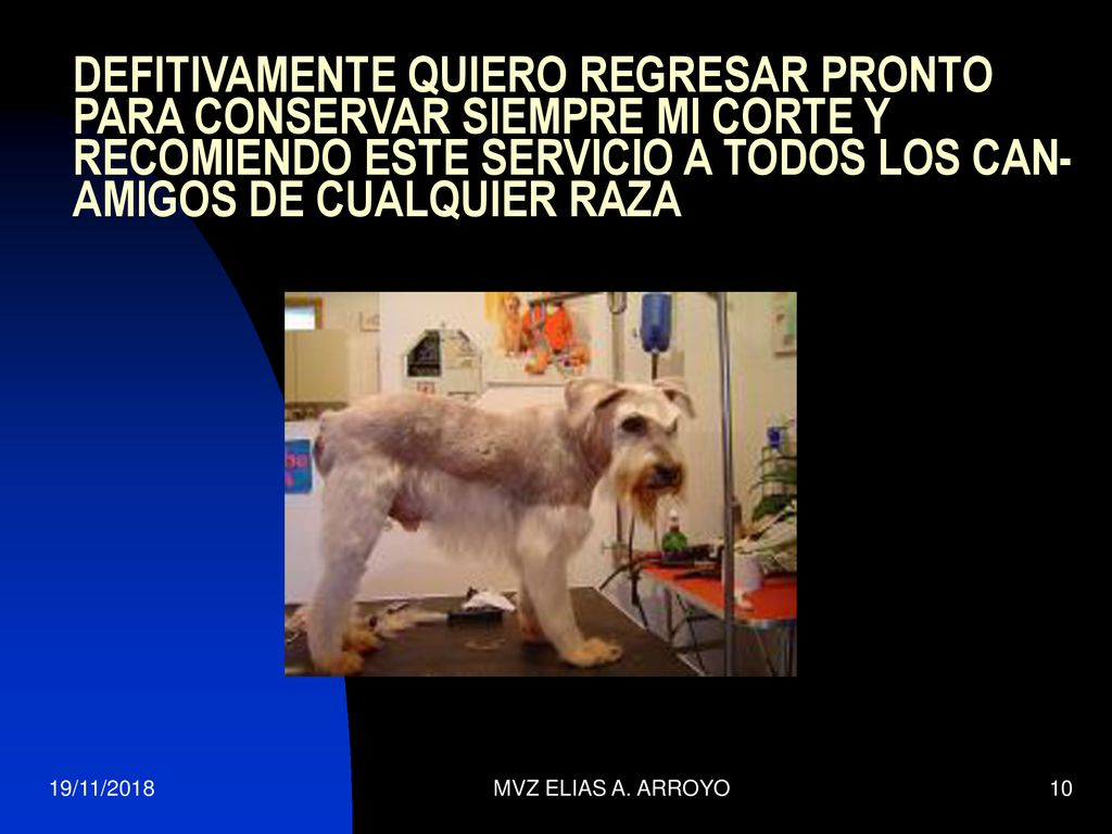 DEFITIVAMENTE QUIERO REGRESAR PRONTO PARA CONSERVAR SIEMPRE MI CORTE Y RECOMIENDO ESTE SERVICIO A TODOS LOS CAN-AMIGOS DE CUALQUIER RAZA