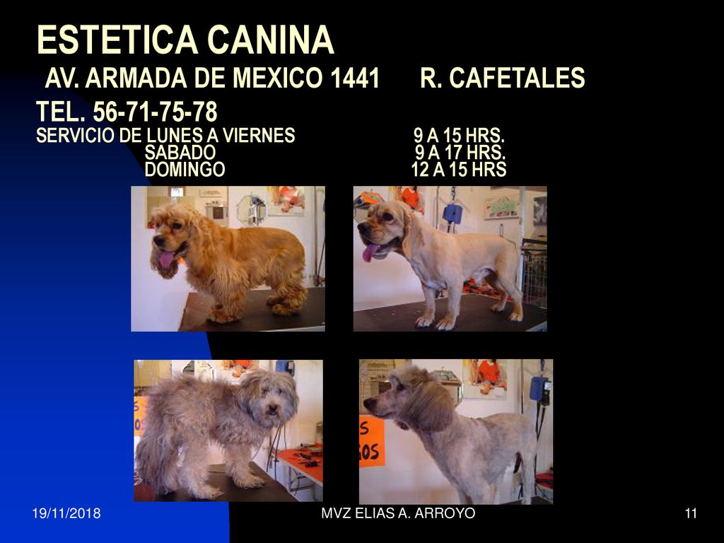 ESTETICA CANINA AV. ARMADA DE MEXICO 1441 R. CAFETALES TEL