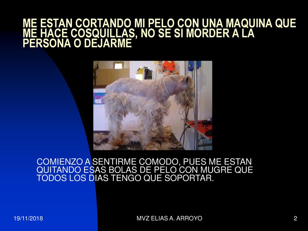 ME ESTAN CORTANDO MI PELO CON UNA MAQUINA QUE ME HACE COSQUILLAS, NO SE SI MORDER A LA PERSONA O DEJARME