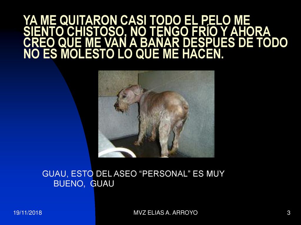 YA ME QUITARON CASI TODO EL PELO ME SIENTO CHISTOSO, NO TENGO FRÍO Y AHORA CREO QUE ME VAN A BAÑAR DESPUES DE TODO NO ES MOLESTO LO QUE ME HACEN.