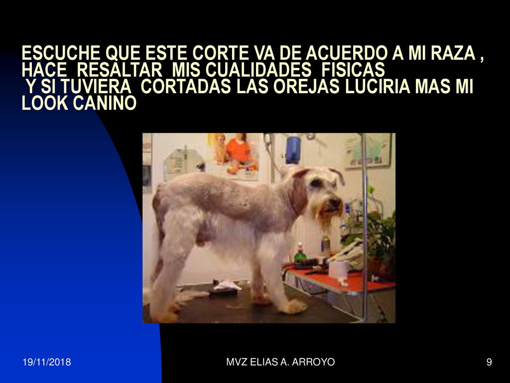 ESCUCHE QUE ESTE CORTE VA DE ACUERDO A MI RAZA , HACE RESALTAR MIS CUALIDADES FISICAS Y SI TUVIERA CORTADAS LAS OREJAS LUCIRIA MAS MI LOOK CANINO