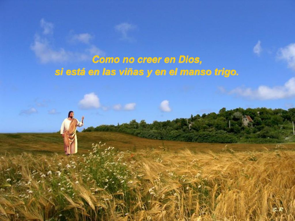 si está en las viñas y en el manso trigo.