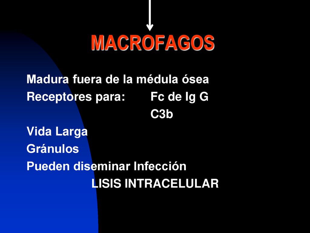 MACROFAGOS Madura fuera de la médula ósea Receptores para: Fc de Ig G