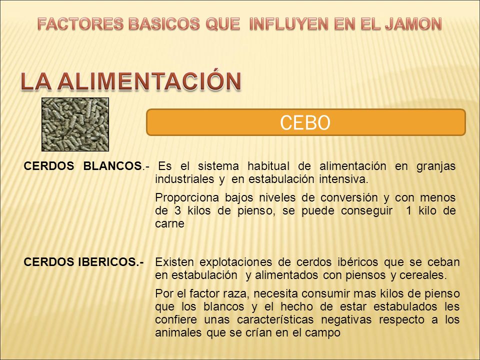 CEBO CERDOS BLANCOS.- Es el sistema habitual de alimentación en granjas industriales y en estabulación intensiva.