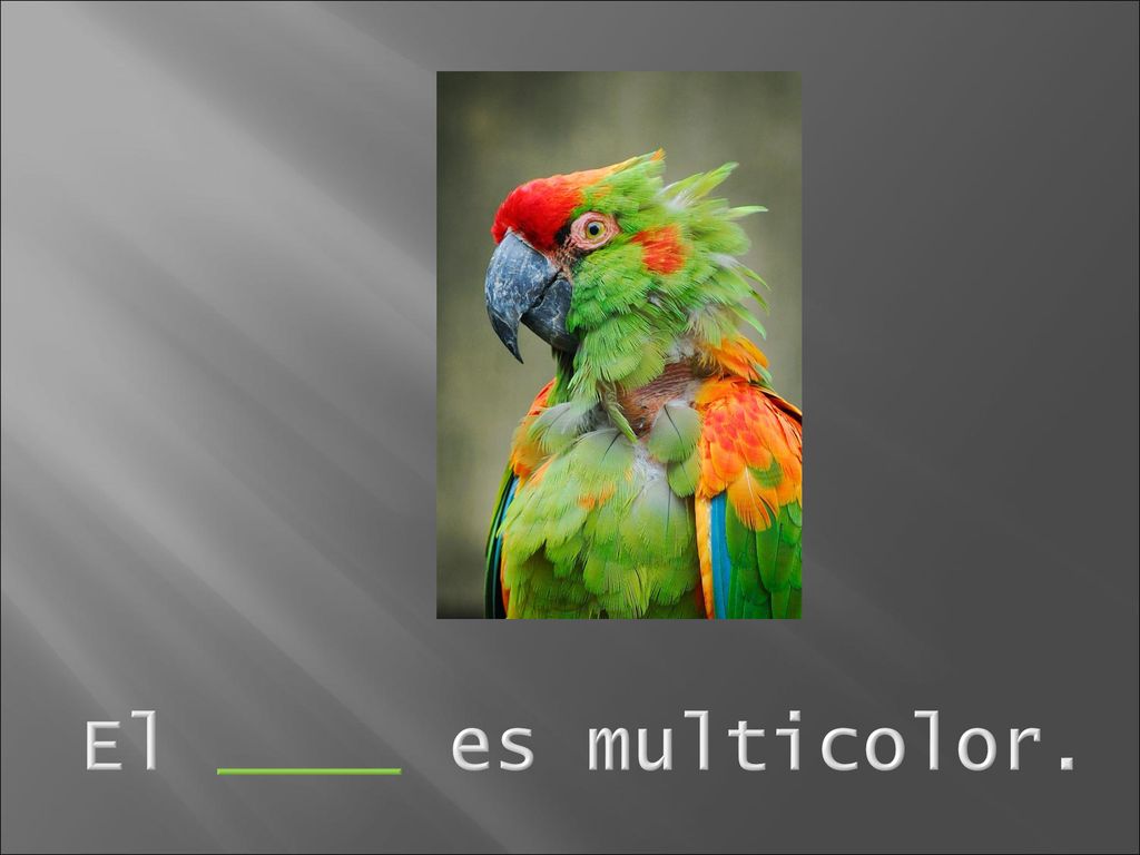 El ____ es multicolor.