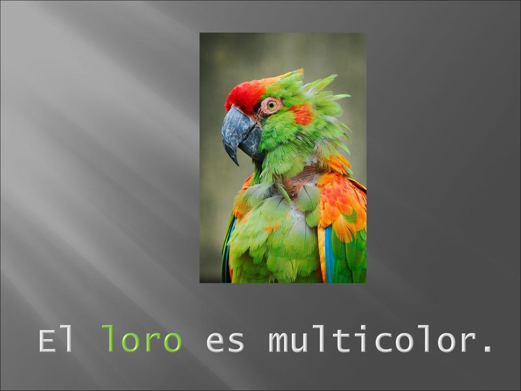 El loro es multicolor.