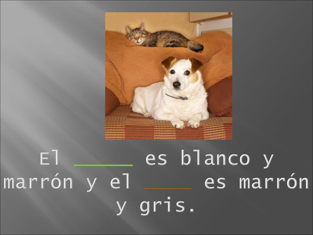 El _____ es blanco y marrón y el ____ es marrón y gris.
