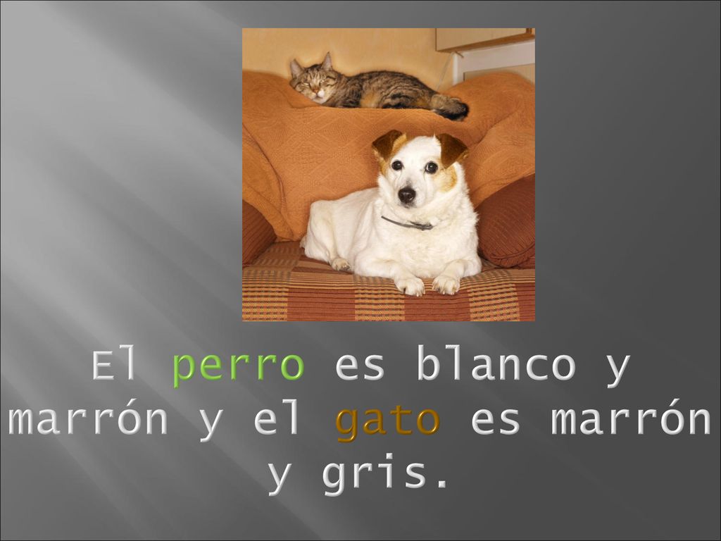 El perro es blanco y marrón y el gato es marrón y gris.