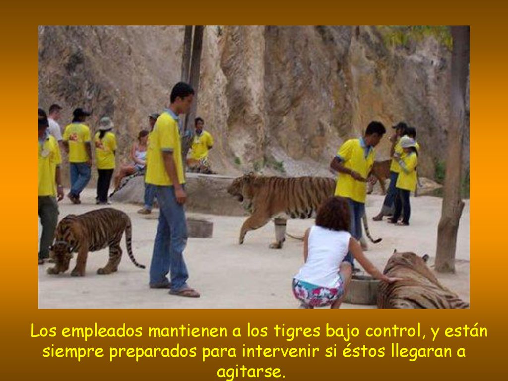 Los empleados mantienen a los tigres bajo control, y están siempre preparados para intervenir si éstos llegaran a agitarse.