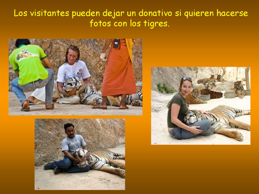 Los visitantes pueden dejar un donativo si quieren hacerse fotos con los tigres.