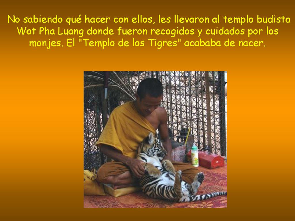 No sabiendo qué hacer con ellos, les llevaron al templo budista Wat Pha Luang donde fueron recogidos y cuidados por los monjes.