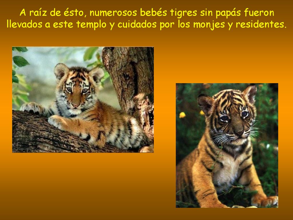 A raíz de ésto, numerosos bebés tigres sin papás fueron llevados a este templo y cuidados por los monjes y residentes.