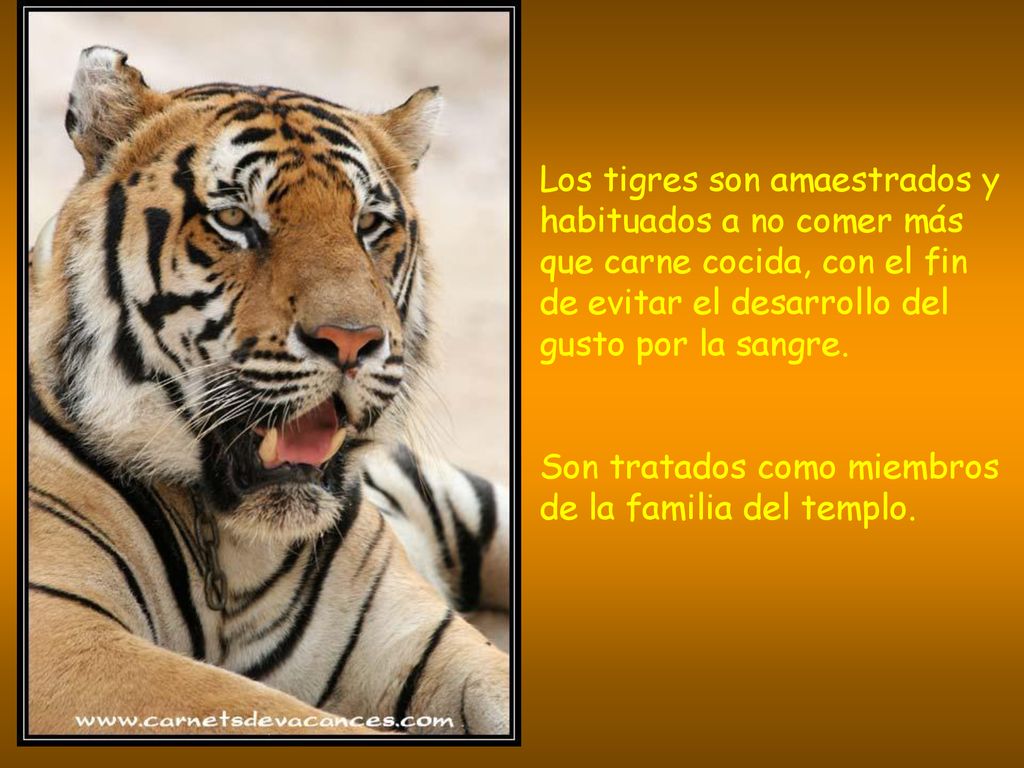 Los tigres son amaestrados y habituados a no comer más que carne cocida, con el fin de evitar el desarrollo del gusto por la sangre.