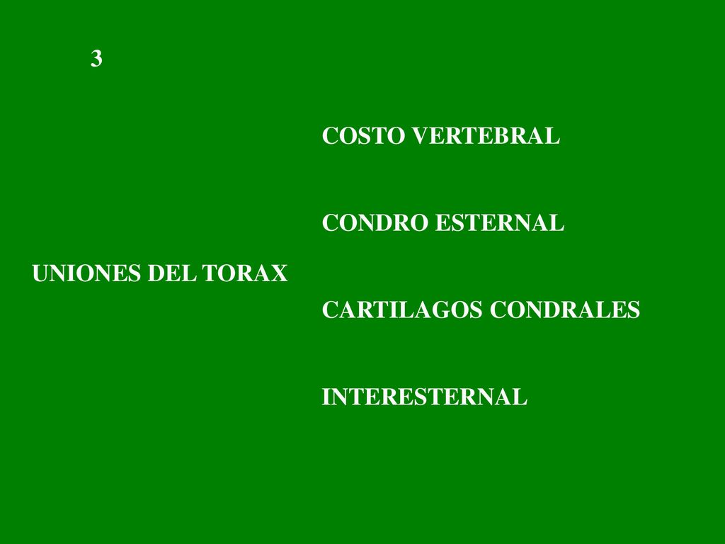 3 COSTO VERTEBRAL CONDRO ESTERNAL CARTILAGOS CONDRALES INTERESTERNAL UNIONES DEL TORAX