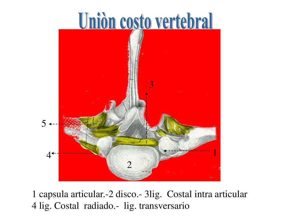 Uniòn costo vertebral capsula articular.-2 disco.- 3lig. Costal intra articular.