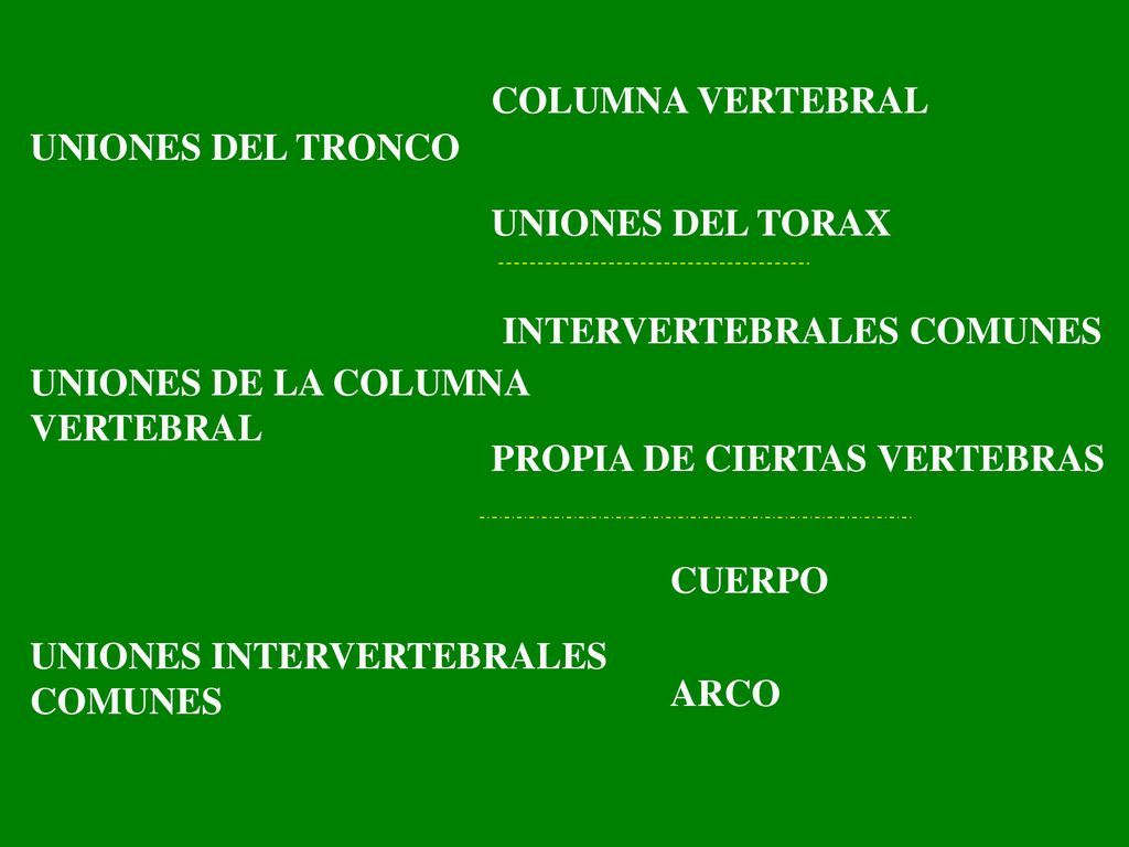 COLUMNA VERTEBRAL UNIONES DEL TRONCO. UNIONES DEL TORAX. INTERVERTEBRALES COMUNES. UNIONES DE LA COLUMNA.