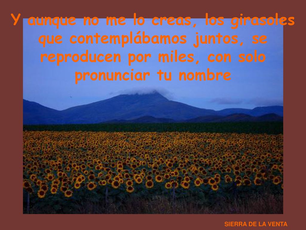 Y aunque no me lo creas, los girasoles que contemplábamos juntos, se reproducen por miles, con solo pronunciar tu nombre