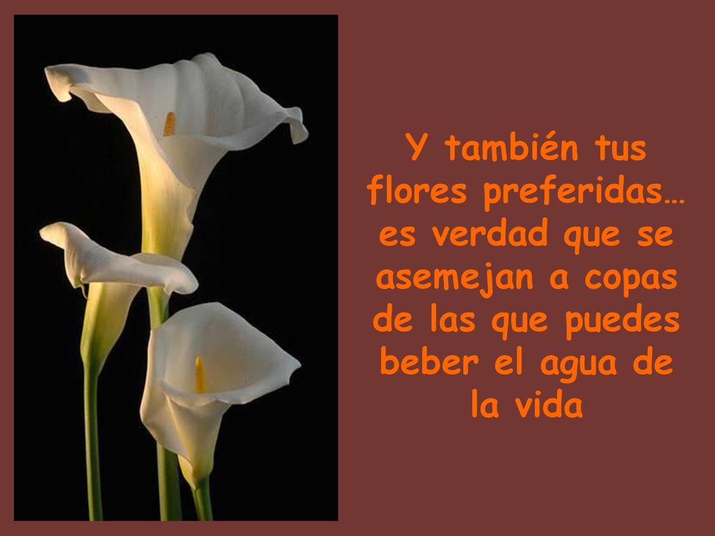 Y también tus flores preferidas… es verdad que se asemejan a copas de las que puedes beber el agua de la vida