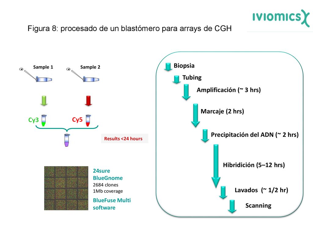 Figura 8: procesado de un blastómero para arrays de CGH