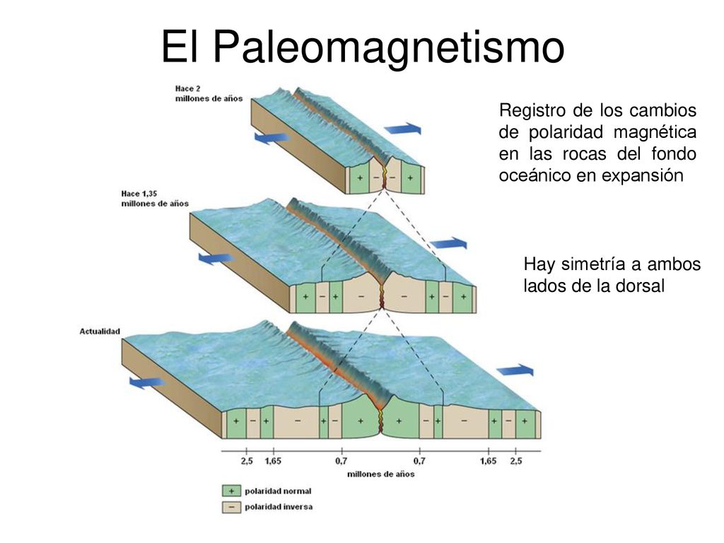 El Paleomagnetismo Registro de los cambios de polaridad magnética en las rocas del fondo oceánico en expansión.