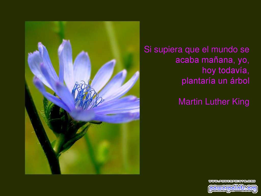 Si supiera que el mundo se acaba mañana, yo, hoy todavía, plantaría un árbol Martin Luther King