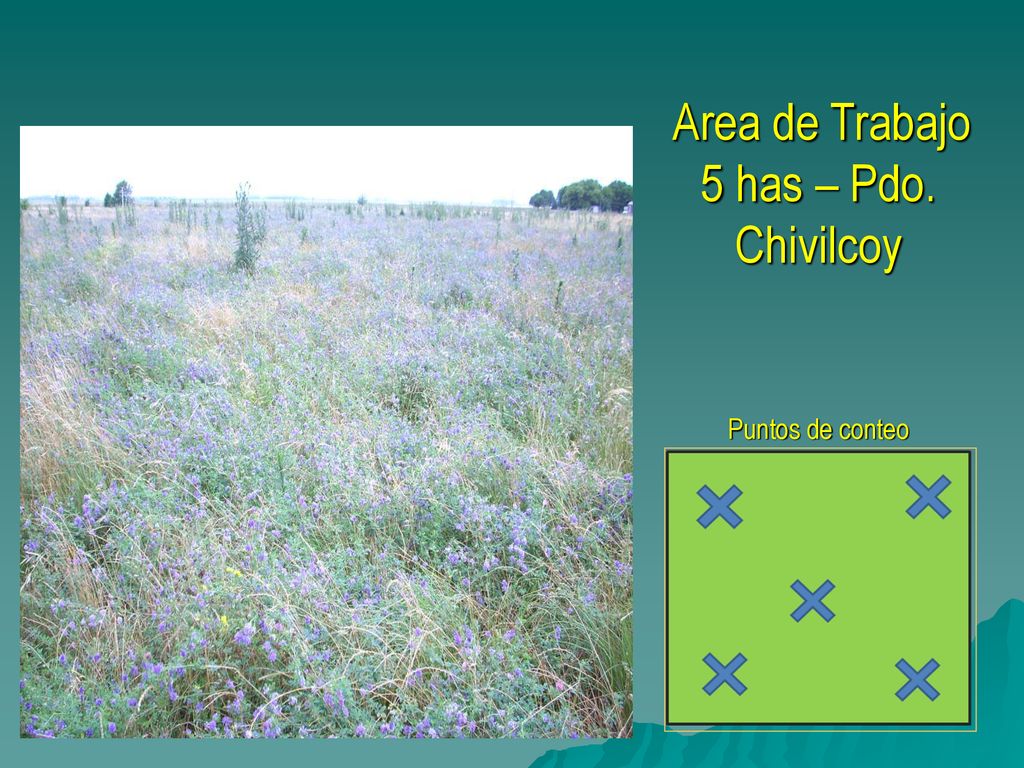 Area de Trabajo 5 has – Pdo. Chivilcoy Puntos de conteo