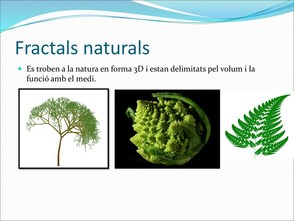 Fractals naturals Es troben a la natura en forma 3D i estan delimitats pel volum i la funció amb el medi.