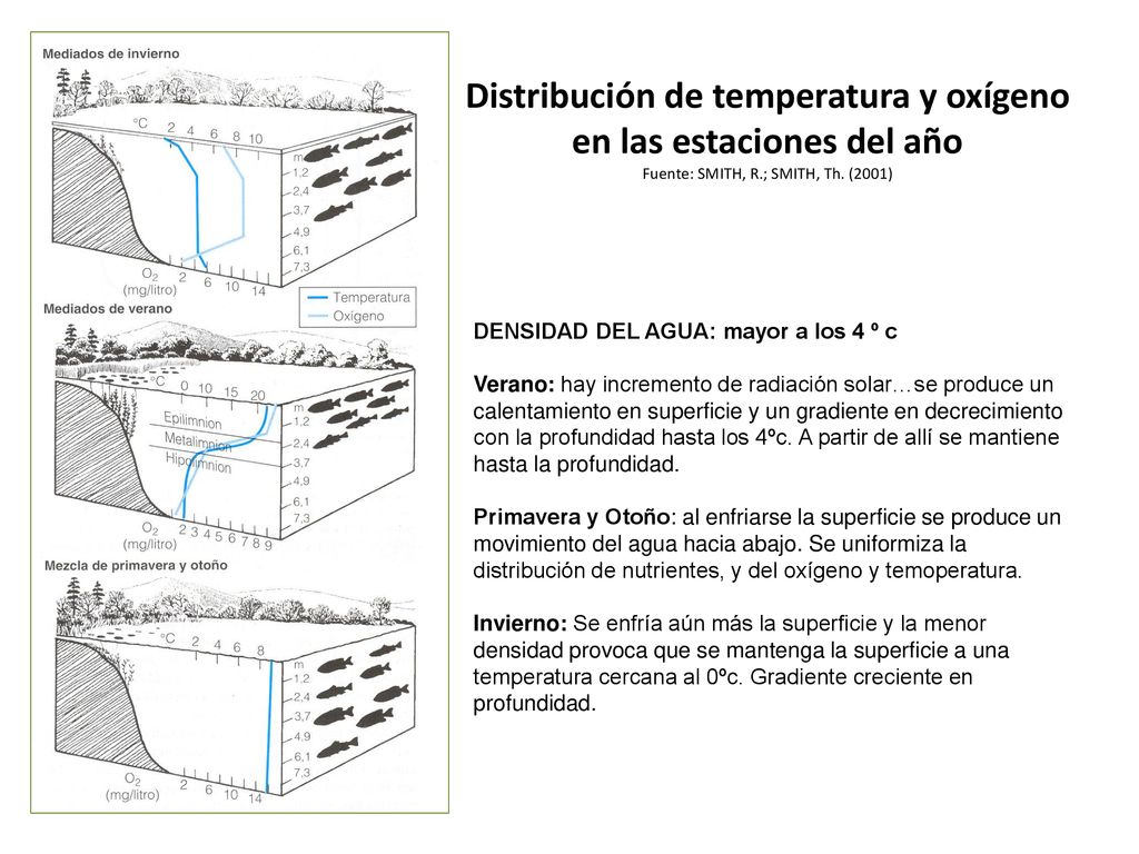 Distribución de temperatura y oxígeno en las estaciones del año Fuente: SMITH, R.; SMITH, Th. (2001)