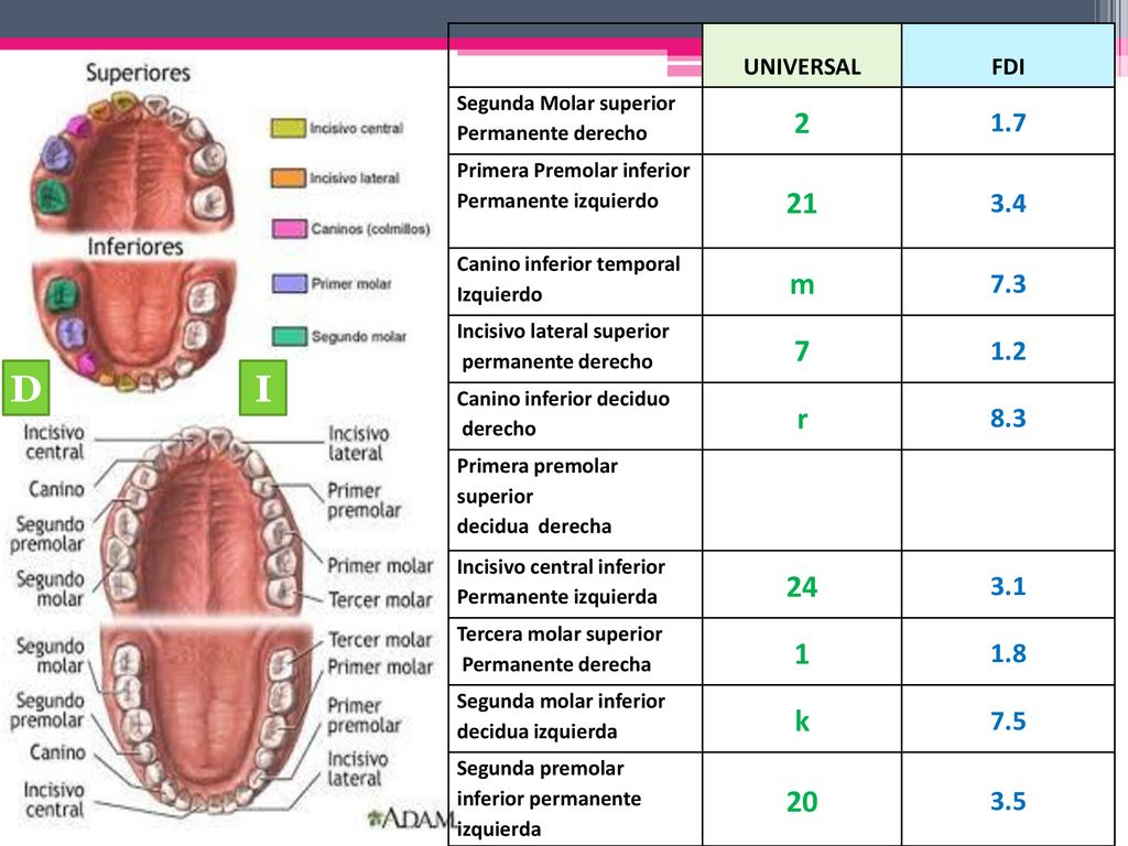 UNIVERSAL. FDI. Segunda Molar superior Permanente derecho Primera Premolar inferior Permanente izquierdo.