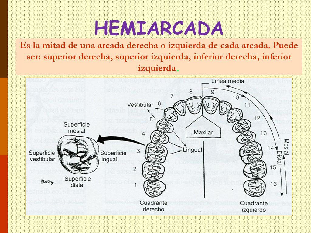 HEMIARCADA Es la mitad de una arcada derecha o izquierda de cada arcada.