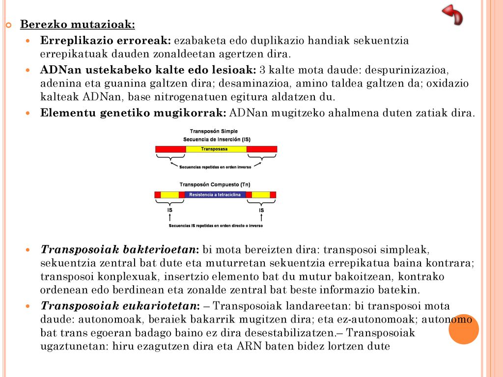 Berezko mutazioak: Erreplikazio erroreak: ezabaketa edo duplikazio handiak sekuentzia errepikatuak dauden zonaldeetan agertzen dira.