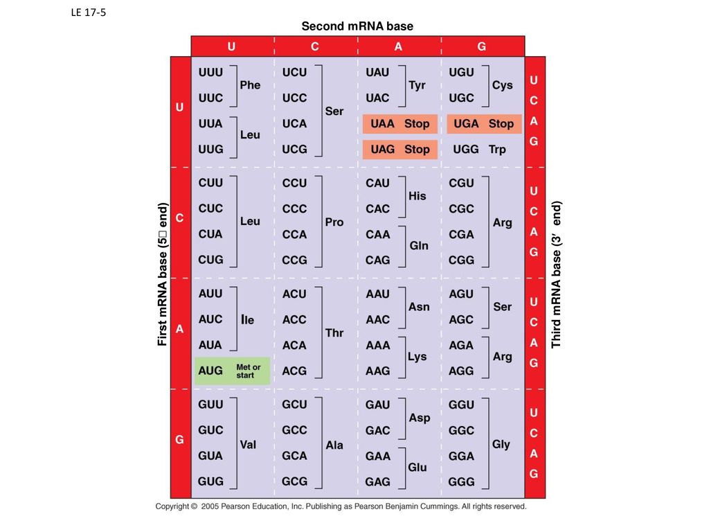 LE 17-5 Second mRNA base First mRNA base (5¢ end) Third mRNA base (3¢ end)