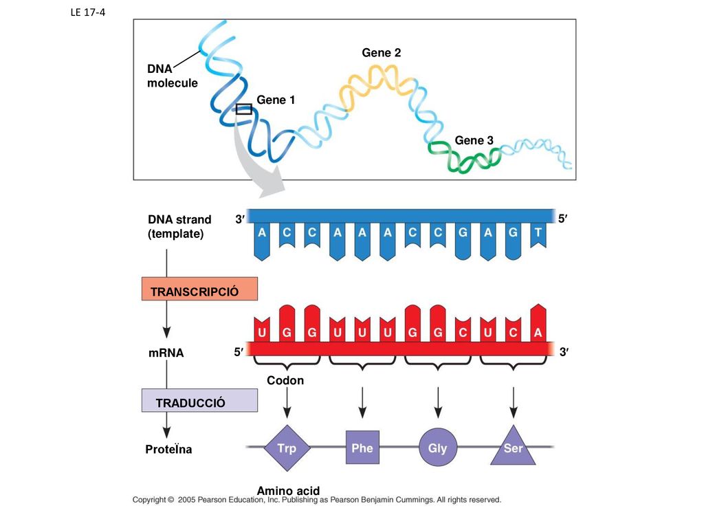 LE 17-4 Gene 2. DNA. molecule. Gene 1. Gene 3. DNA strand. (template) 3¢ 5¢ TRANSCRIPCIÓ. mRNA.