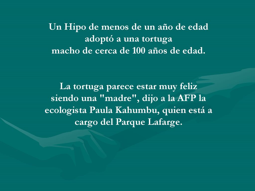 Un Hipo de menos de un año de edad adoptó a una tortuga macho de cerca de 100 años de edad.