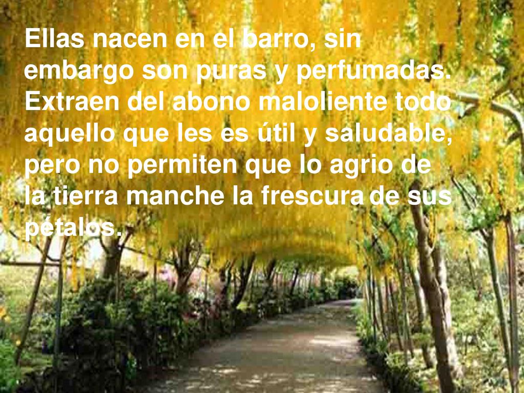 Ellas nacen en el barro, sin embargo son puras y perfumadas