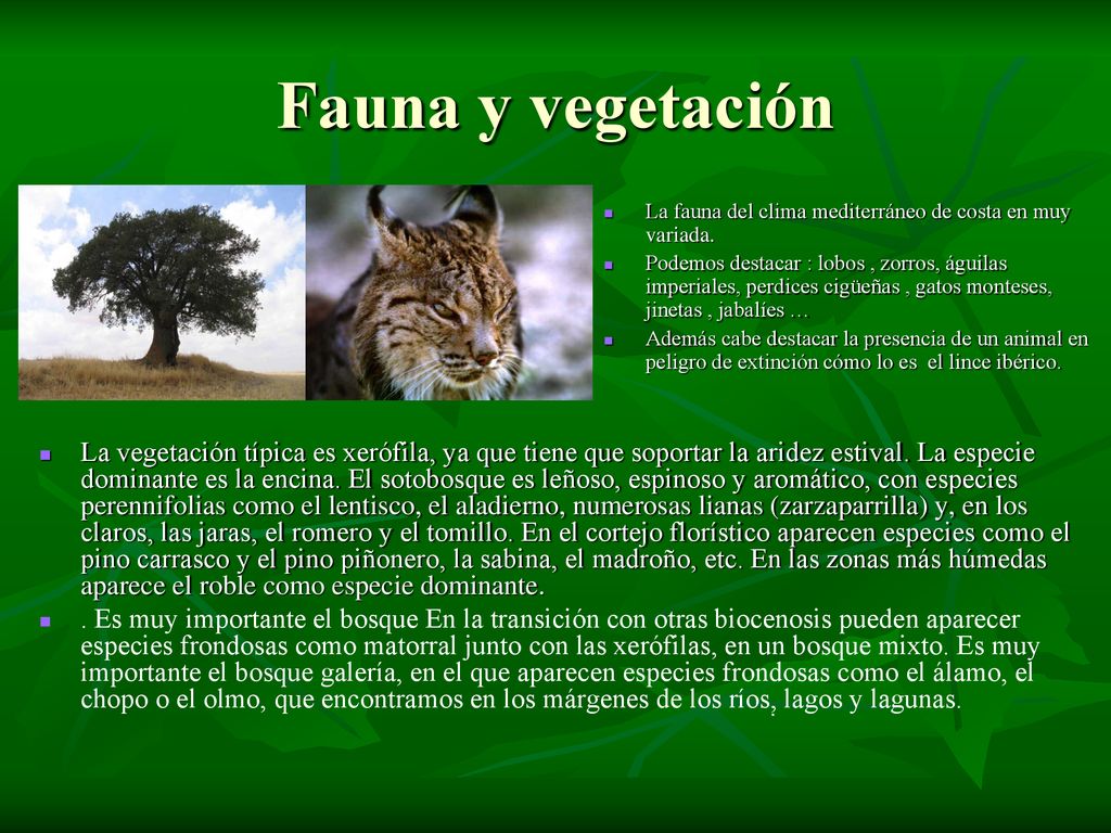 Fauna y vegetación La fauna del clima mediterráneo de costa en muy variada.