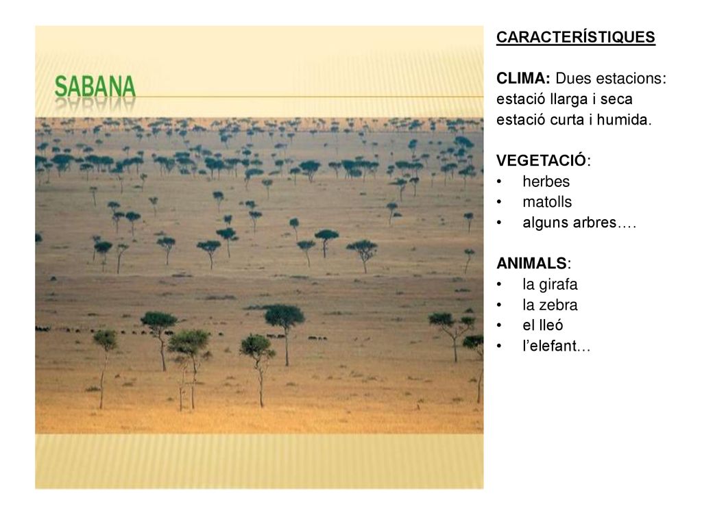 CARACTERÍSTIQUES CLIMA: Dues estacions: estació llarga i seca. estació curta i humida. VEGETACIÓ: