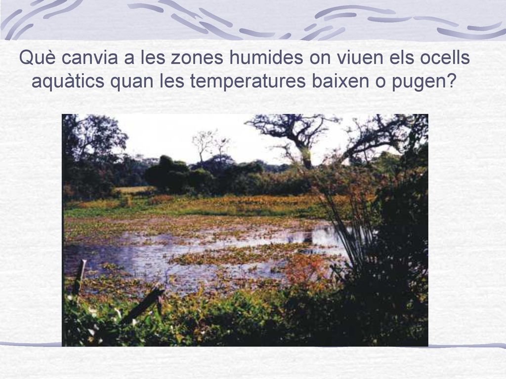 Què canvia a les zones humides on viuen els ocells aquàtics quan les temperatures baixen o pugen