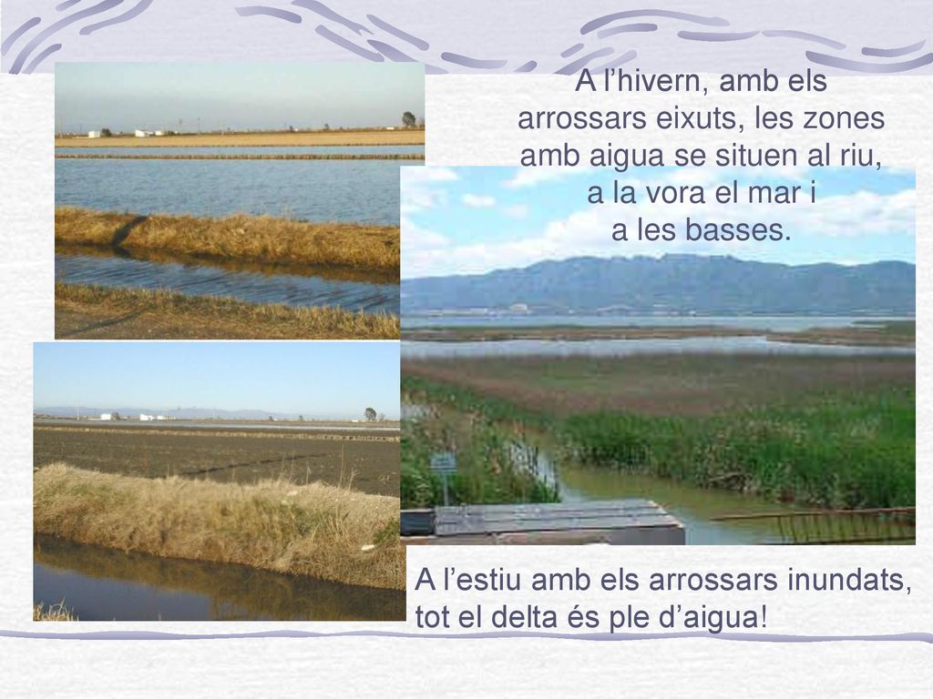 A l’estiu amb els arrossars inundats, tot el delta és ple d’aigua!